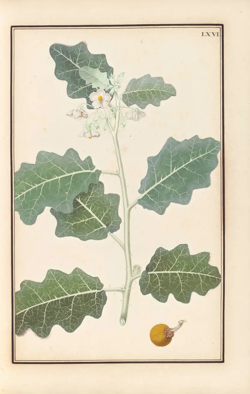 Stirpium imagines LXXV Pl.66 av Baldassare Cattrani