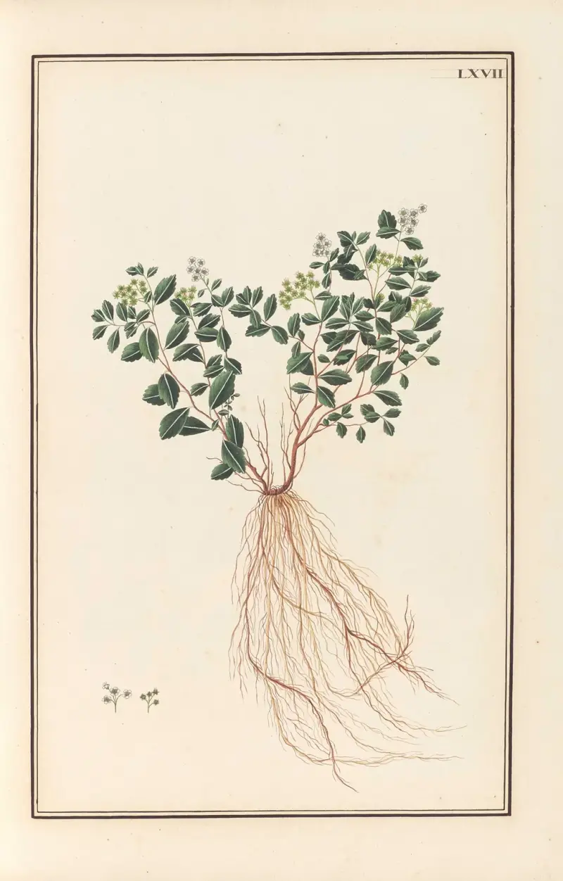 Stirpium imagines LXXV Pl.67 av Baldassare Cattrani