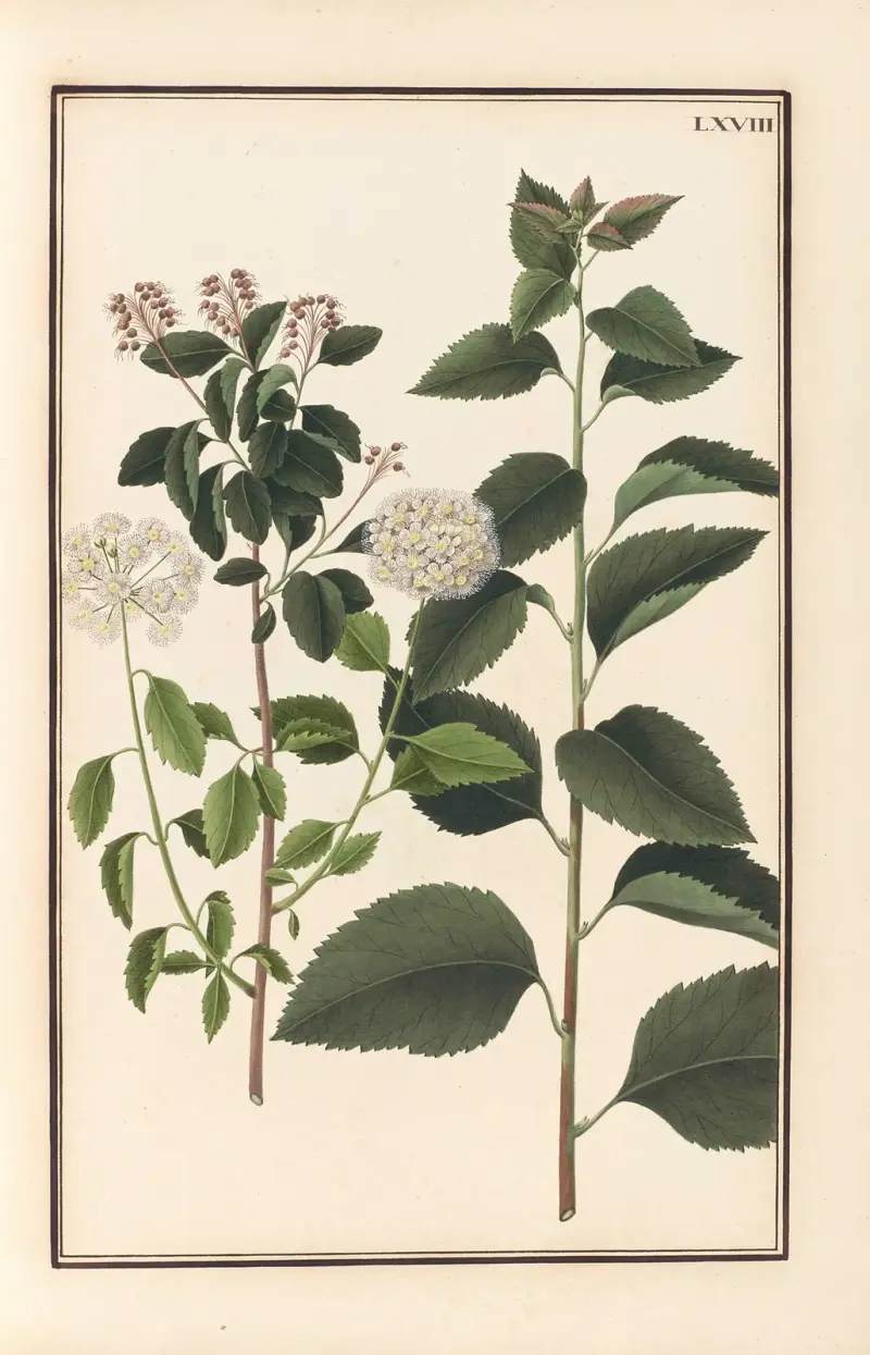 Stirpium imagines LXXV Pl.68 av Baldassare Cattrani