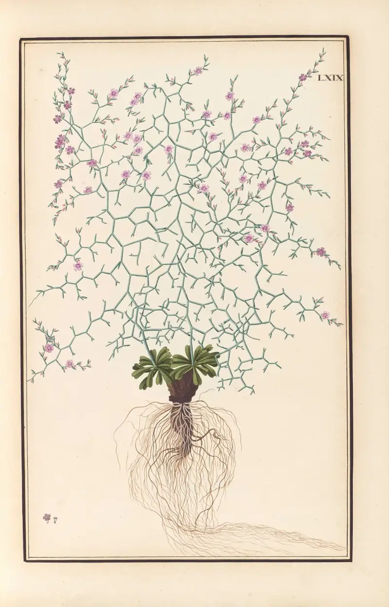 Stirpium imagines LXXV Pl.69 av Baldassare Cattrani