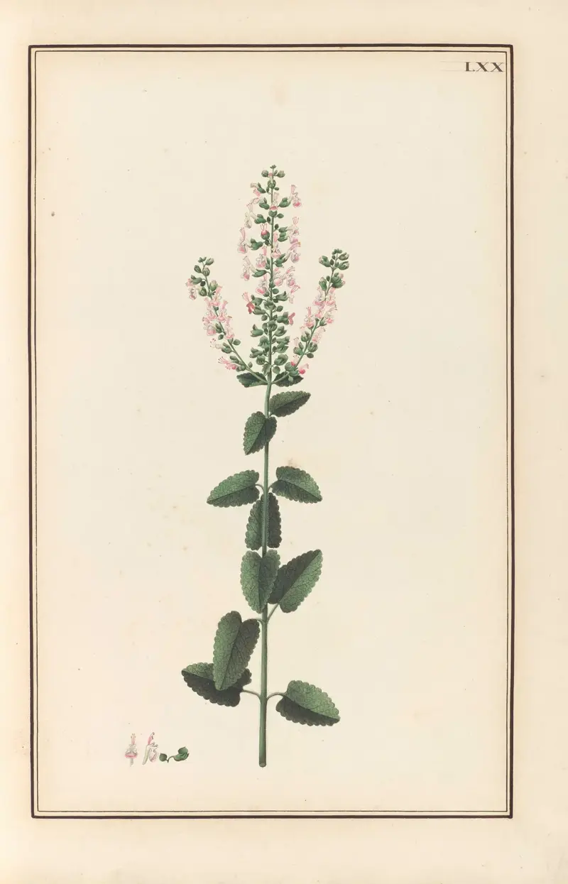 Stirpium imagines LXXV Pl.70 av Baldassare Cattrani