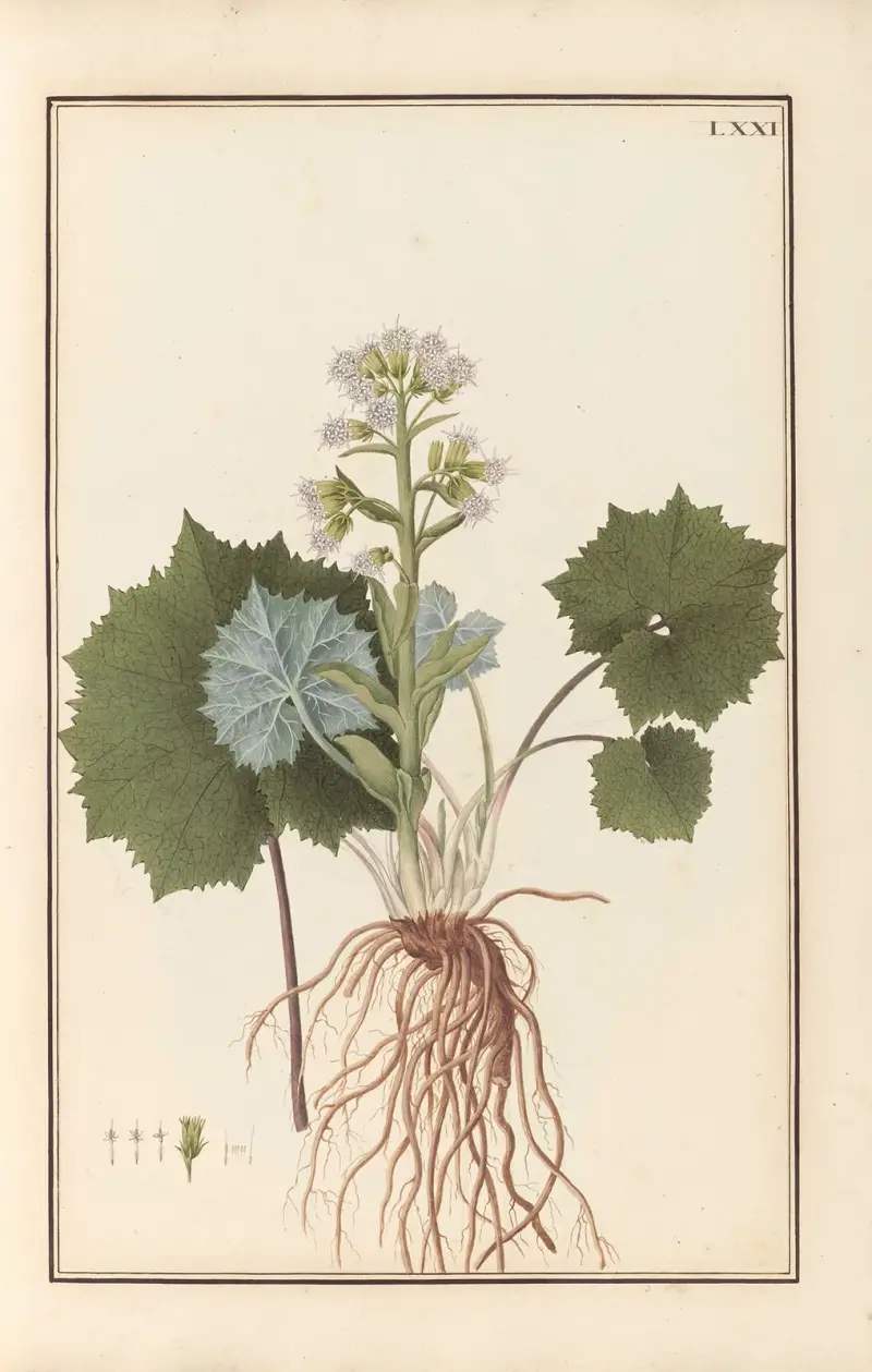 Stirpium imagines LXXV Pl.71 av Baldassare Cattrani