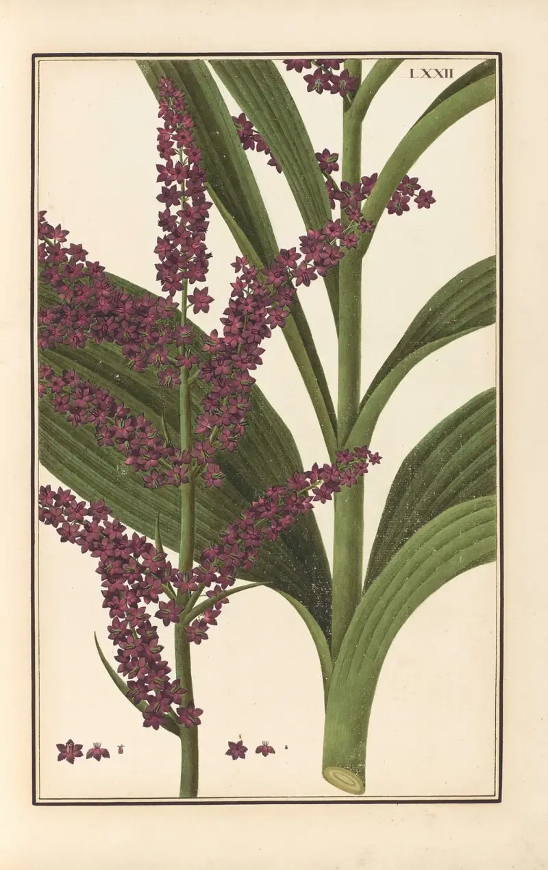 Stirpium imagines LXXV Pl.72 av Baldassare Cattrani