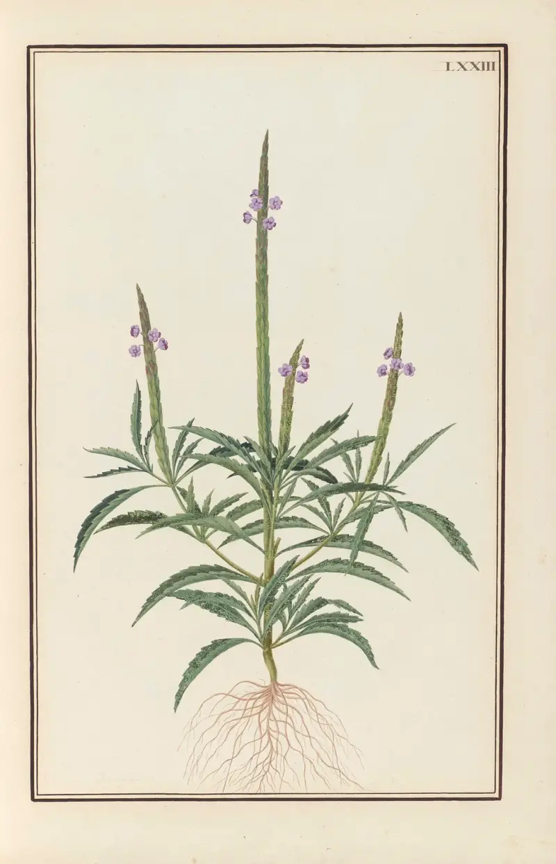 Stirpium imagines LXXV Pl.73 av Baldassare Cattrani