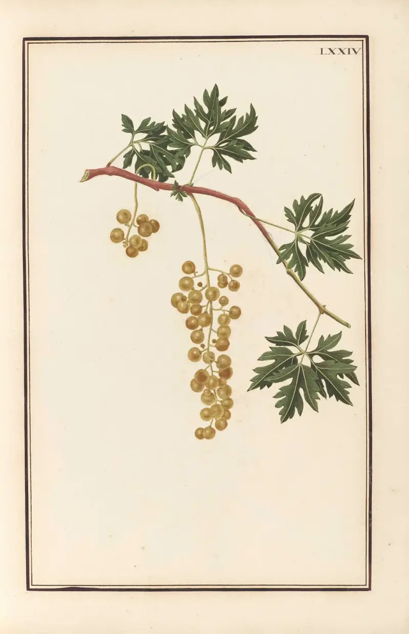 Stirpium imagines LXXV Pl.74 av Baldassare Cattrani