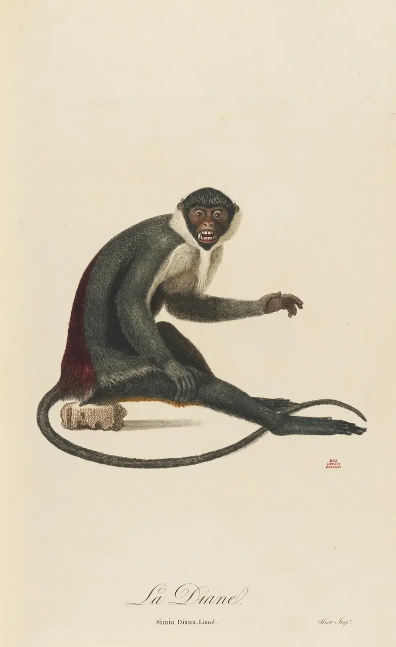 La Diane av Jean-Baptiste Audebert