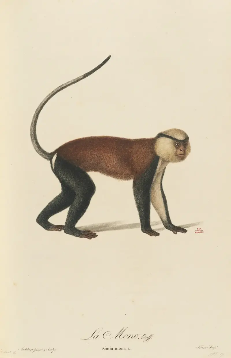 La Mone av Jean-Baptiste Audebert