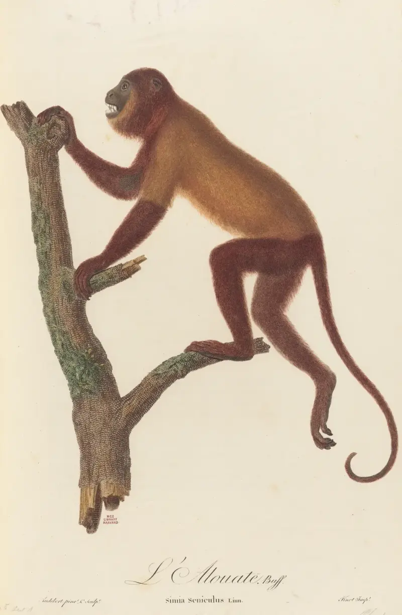 L'Alouate av Jean-Baptiste Audebert