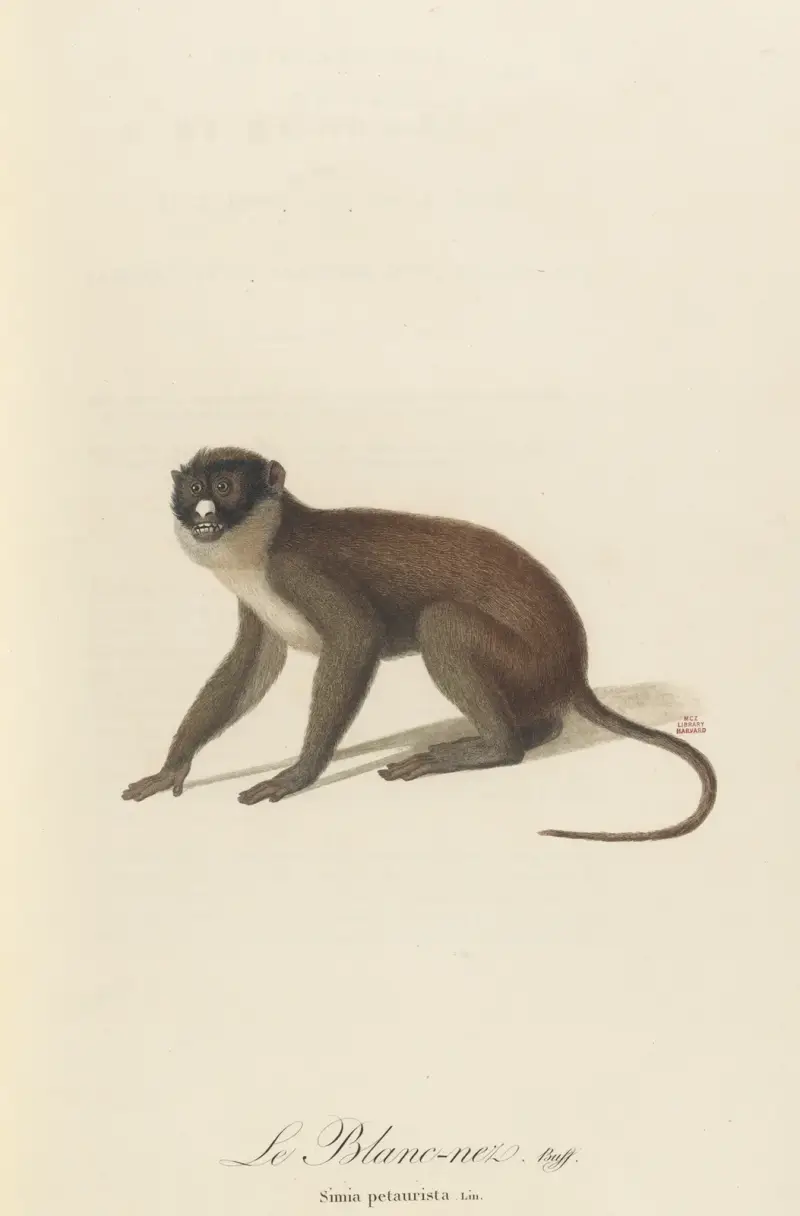 Le Blanc-Nez av Jean-Baptiste Audebert