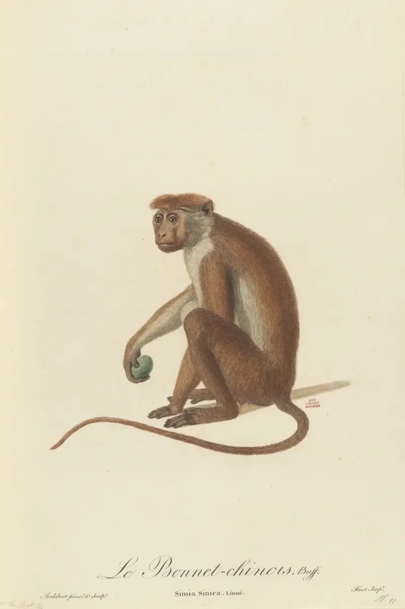 Čínský klobouk, Jean-Baptiste Audebert