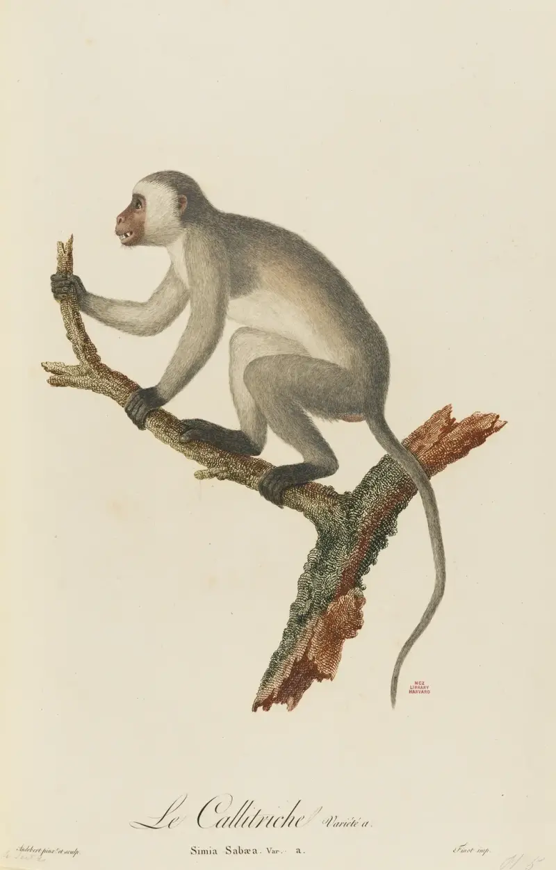 Vattenaloe, variant a av Jean-Baptiste Audebert
