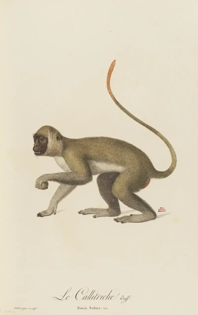 Le Callitriche, Jean-Baptiste Audebert