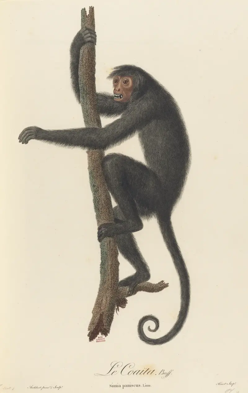 Le Coaita von Jean-Baptiste Audebert