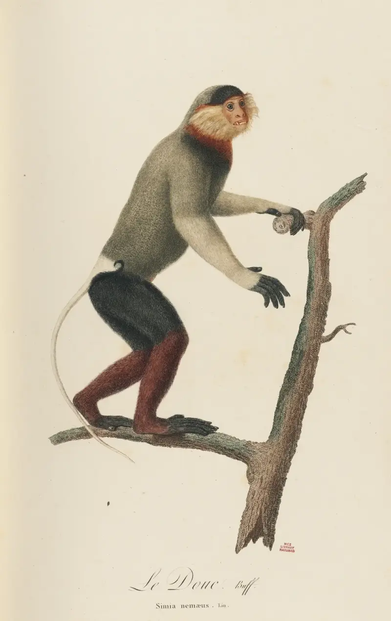 Le Douc av Jean-Baptiste Audebert