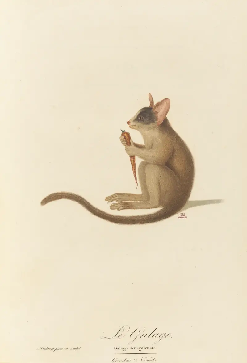 Galago, Jean-Baptiste Audebert