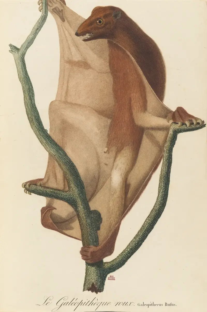Ryšavý letuch, Jean-Baptiste Audebert
