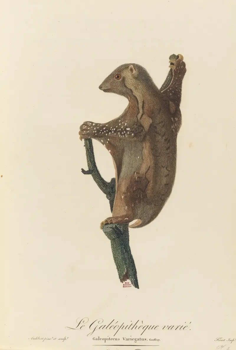 Rozmanitý letuchý lemur, Jean-Baptiste Audebert