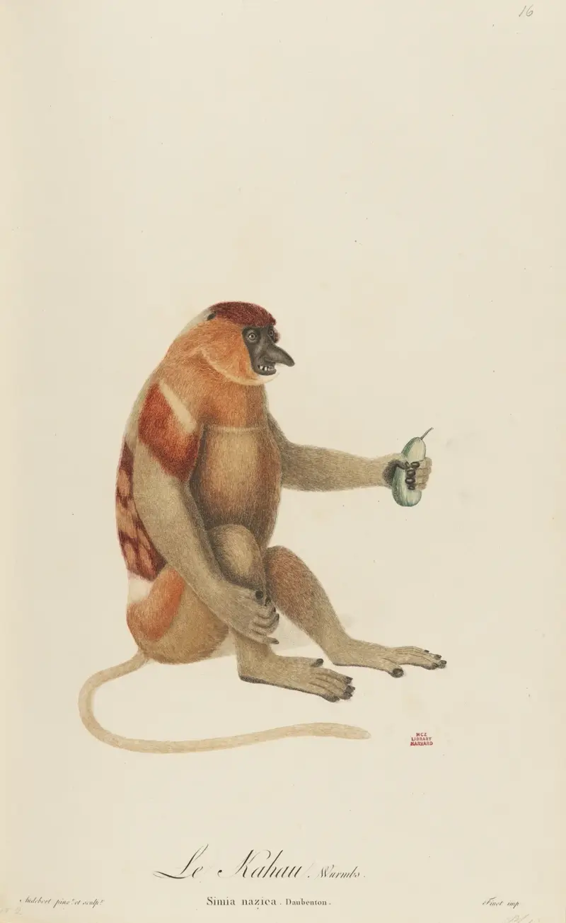 Le Kahau av Jean-Baptiste Audebert
