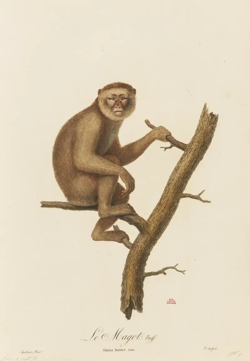 Le Magot, Jean-Baptiste Audebert