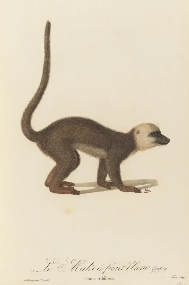 Vitpannad makak av Jean-Baptiste Audebert
