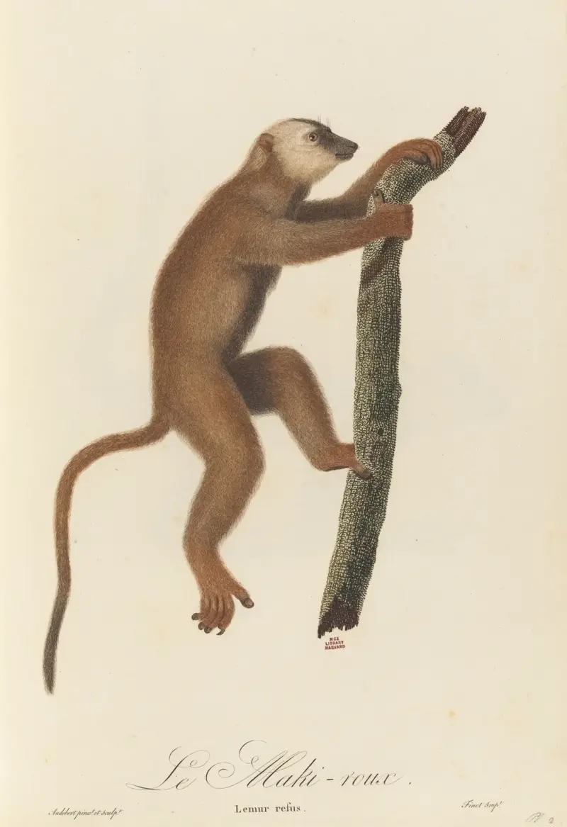 Rudý maki, Jean-Baptiste Audebert