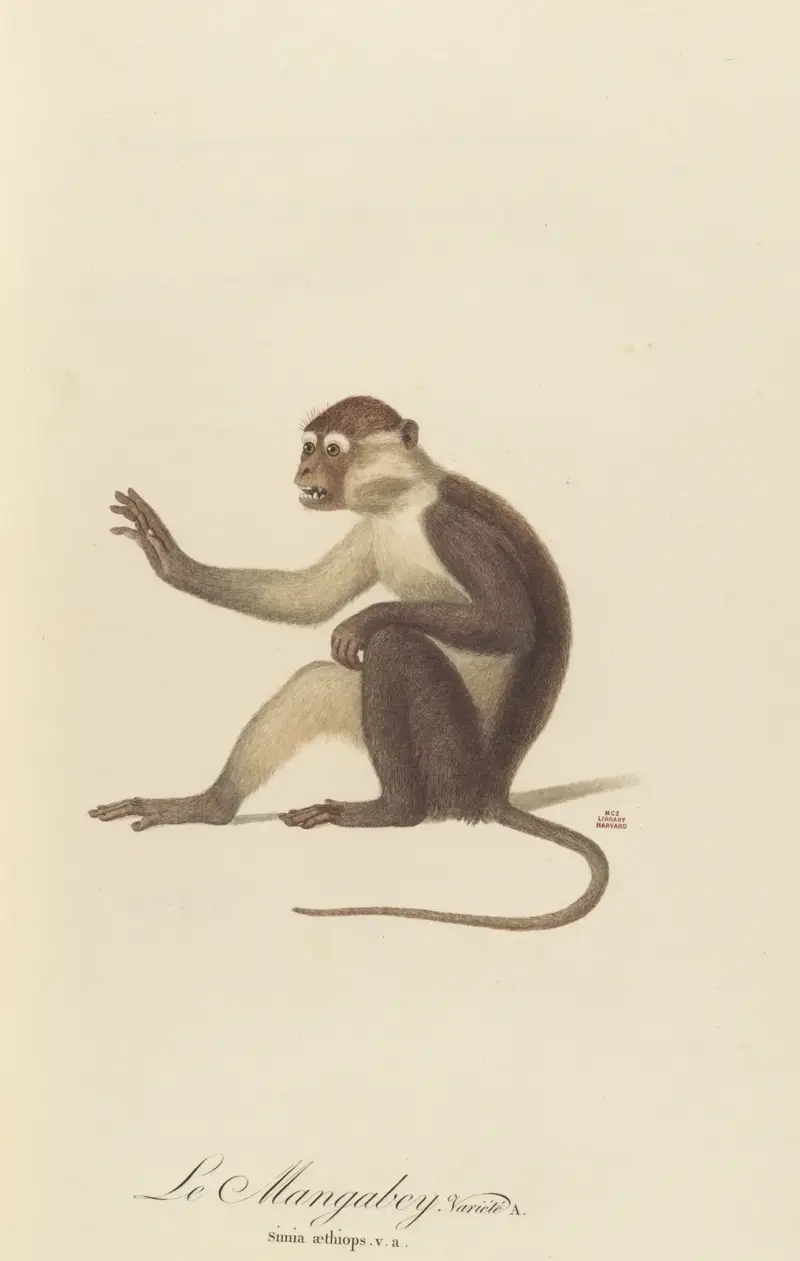 Le Mangabey variété a av Jean-Baptiste Audebert