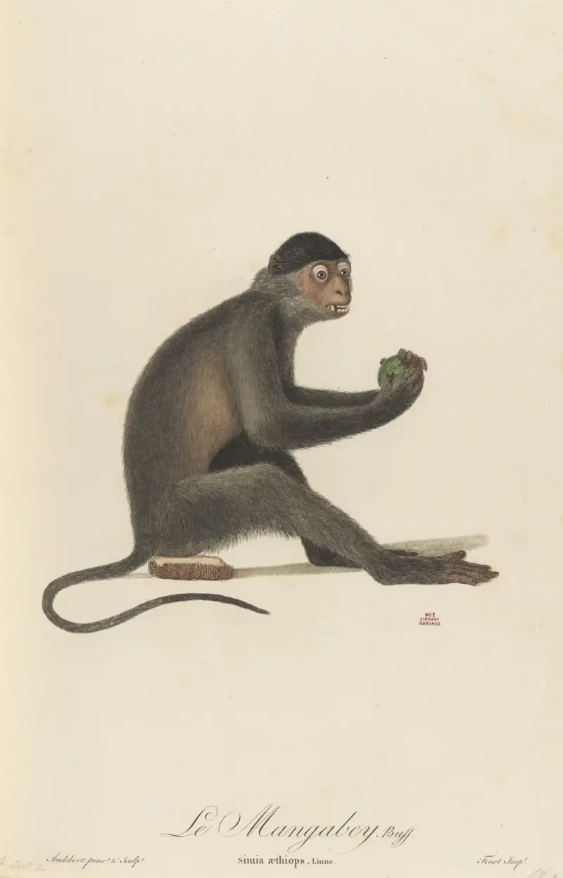 Mangabeyapan av Jean-Baptiste Audebert