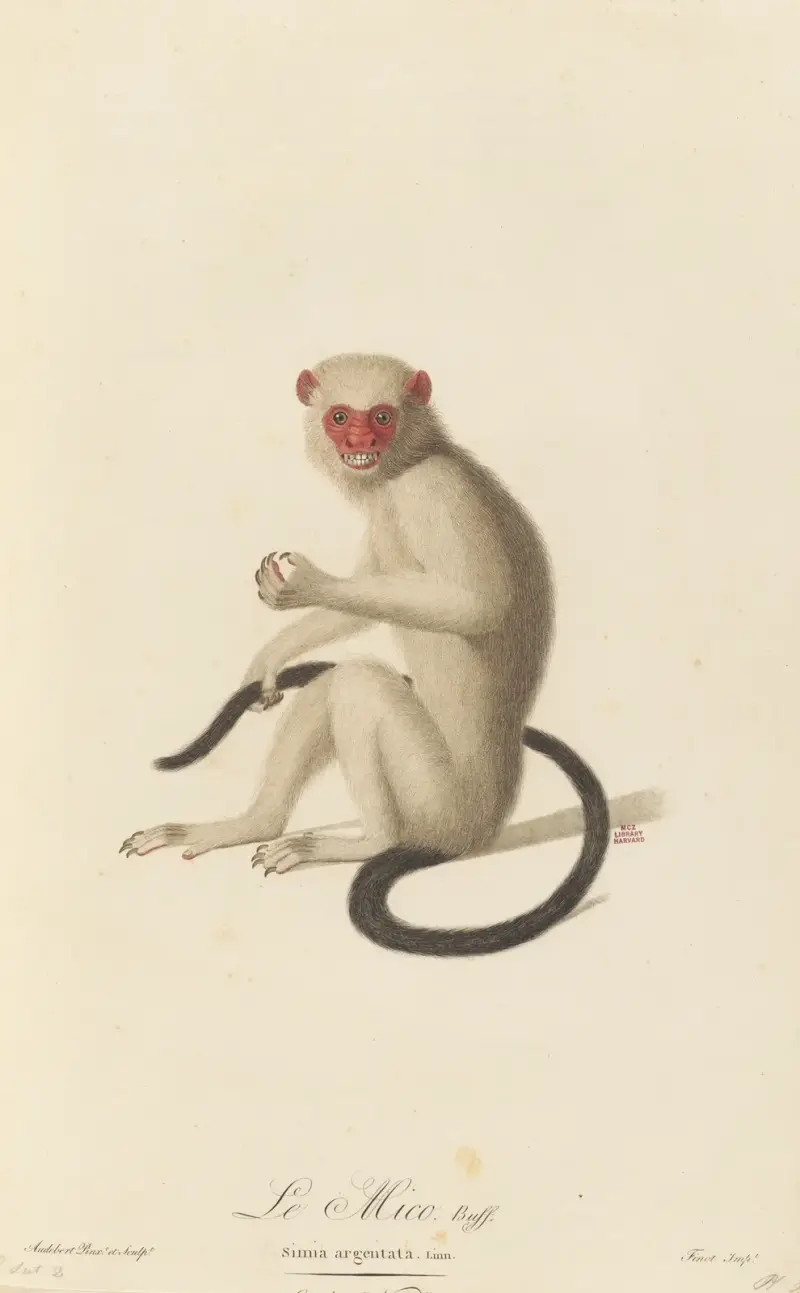 Le Mico av Jean-Baptiste Audebert