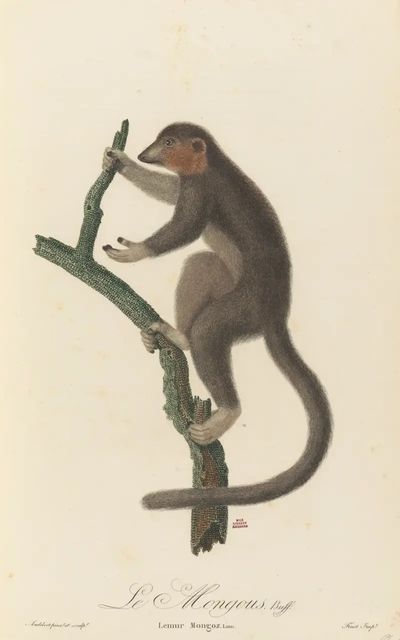 Le Mongous av Jean-Baptiste Audebert