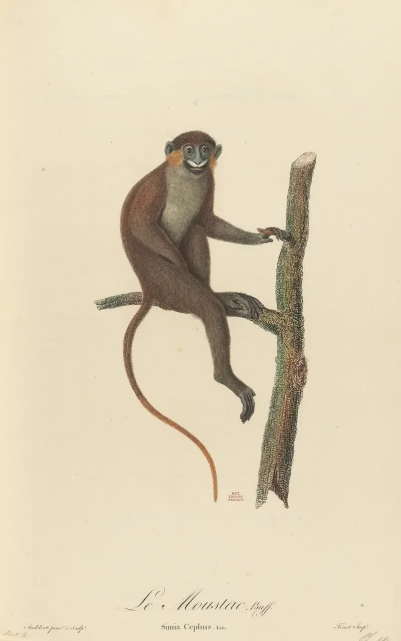 Le Moustac av Jean-Baptiste Audebert