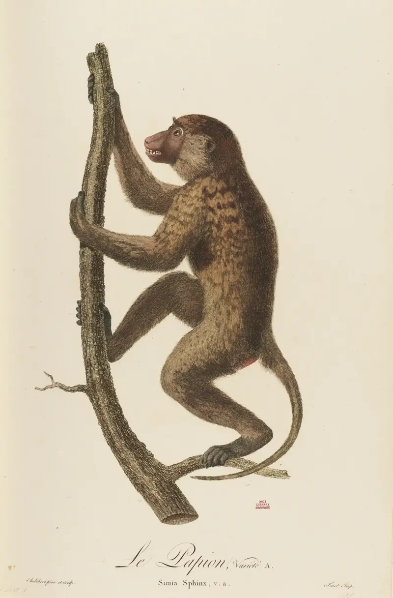 Le Papion, variété A av Jean-Baptiste Audebert