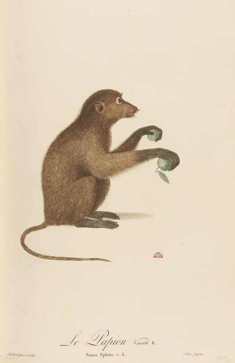 Le Papion, variété B av Jean-Baptiste Audebert