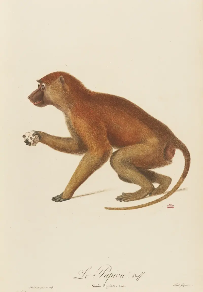 Pavián, Jean-Baptiste Audebert
