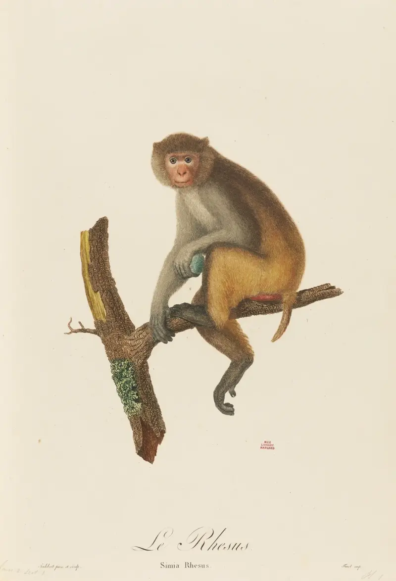Le Rhesus, Jean-Baptiste Audebert