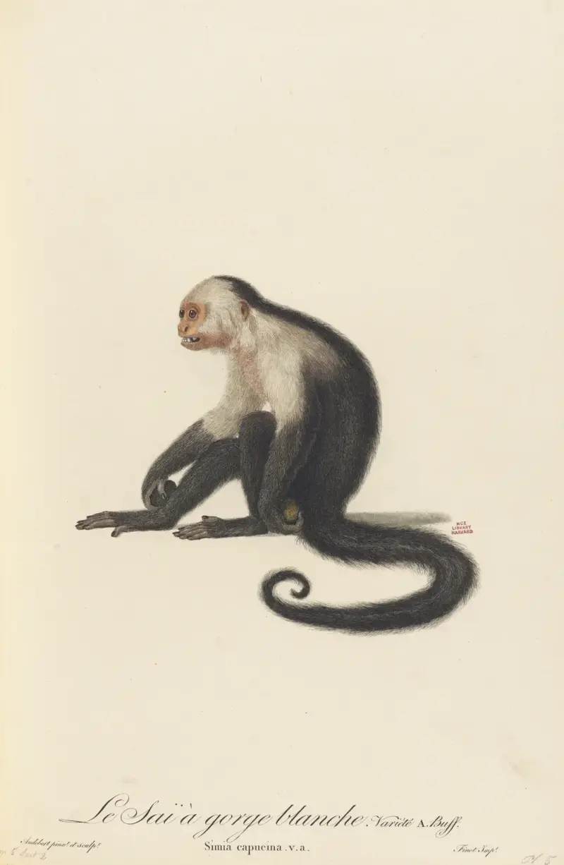 Weißkehl-Saki von Jean-Baptiste Audebert