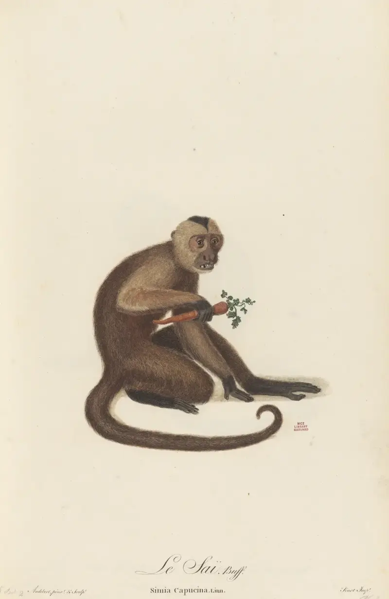 Le Sai av Jean-Baptiste Audebert