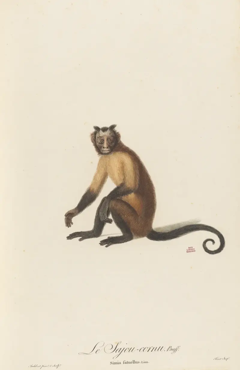 Den hornprydda marksättan av Jean-Baptiste Audebert