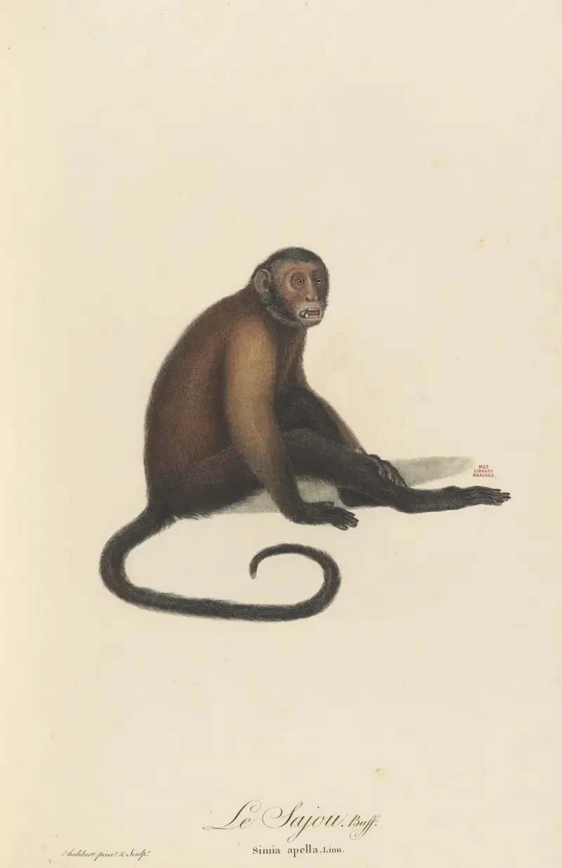 Le Sajou, Jean-Baptiste Audebert