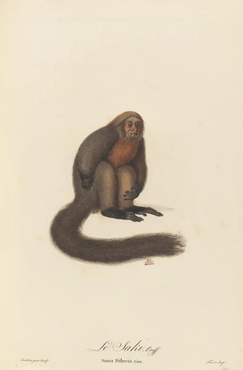Le Saki av Jean-Baptiste Audebert