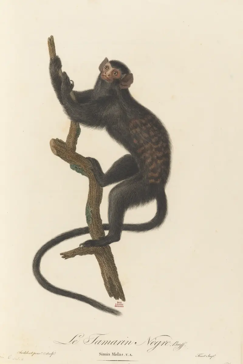 Czarny tamarynd, Jean-Baptiste Audebert