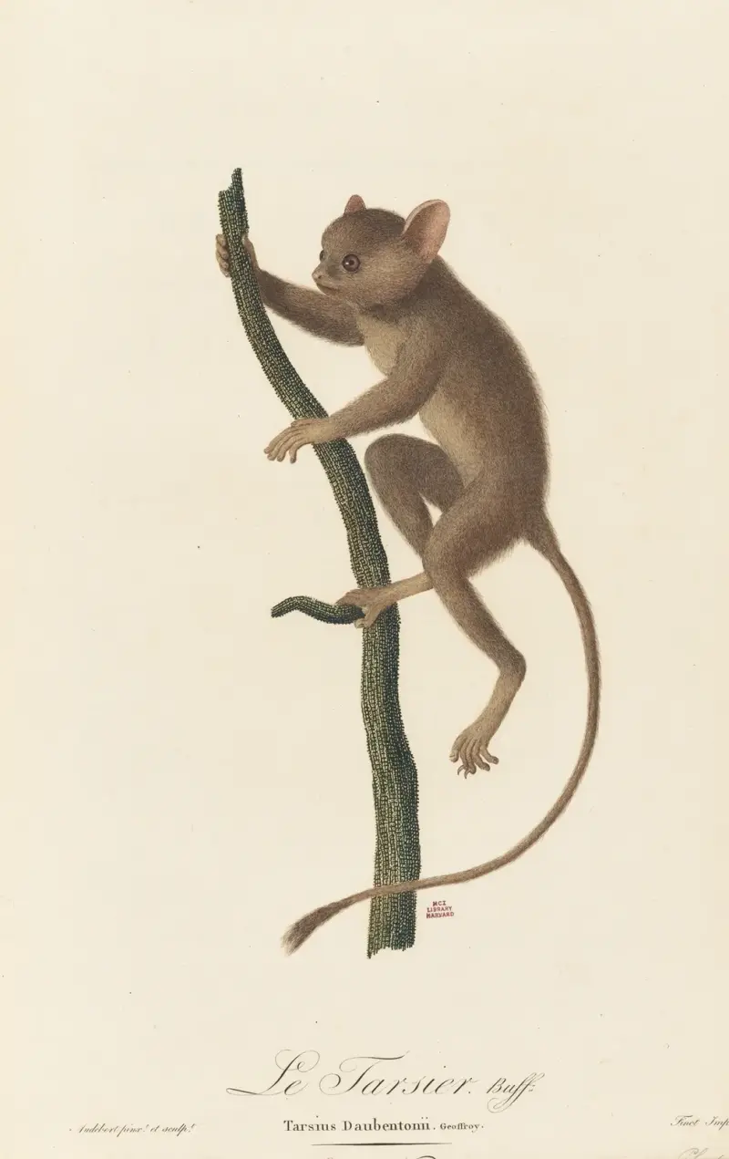 Le Tarsier av Jean-Baptiste Audebert