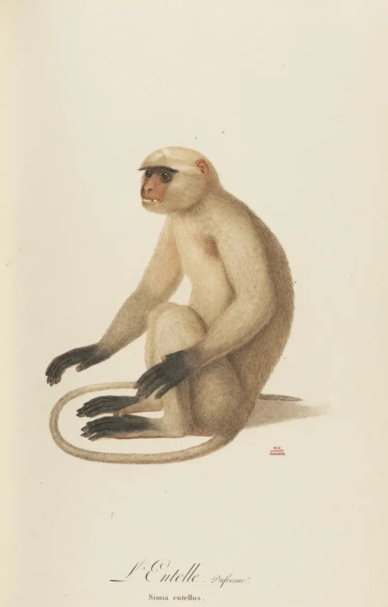 L’Entelle av Jean-Baptiste Audebert