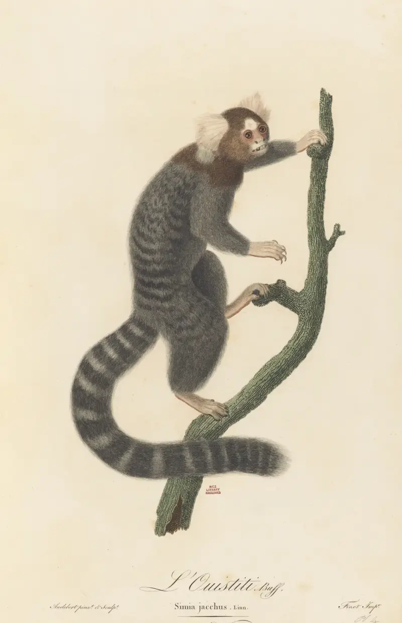 Der Ouistiti (Seidenäffchen) von Jean-Baptiste Audebert