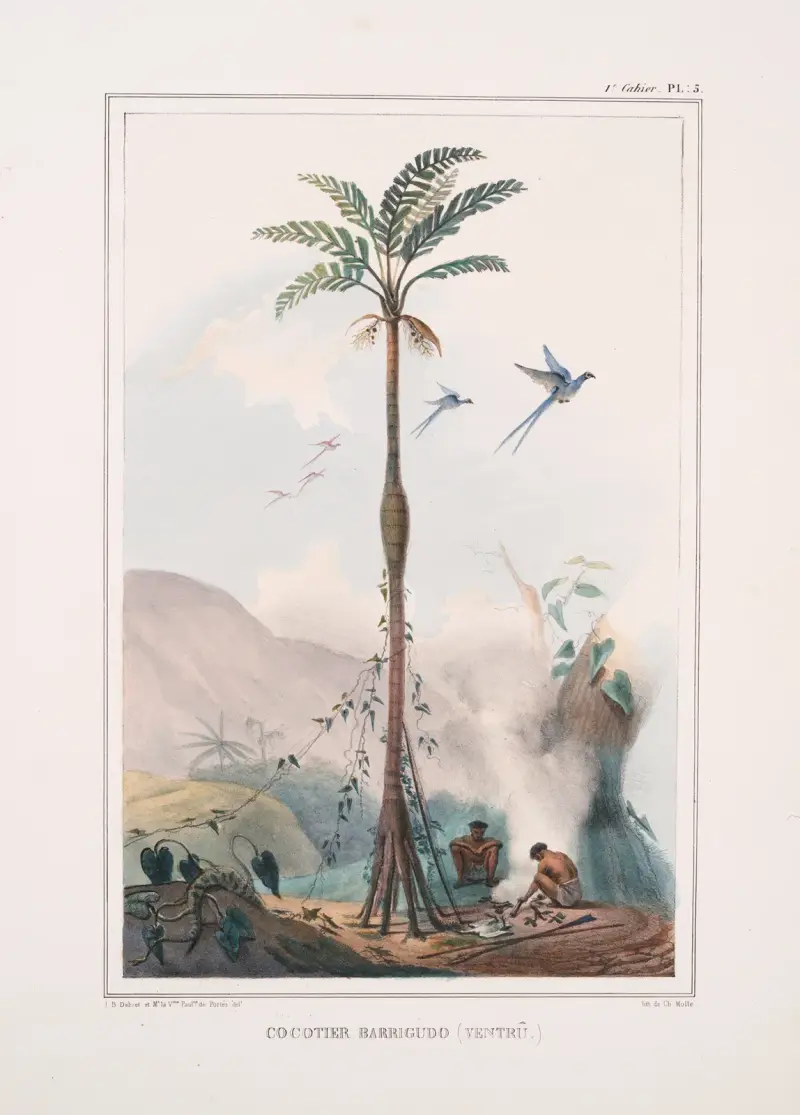 Bauchige Kokospalme (ventrû) von Jean Baptiste Debret