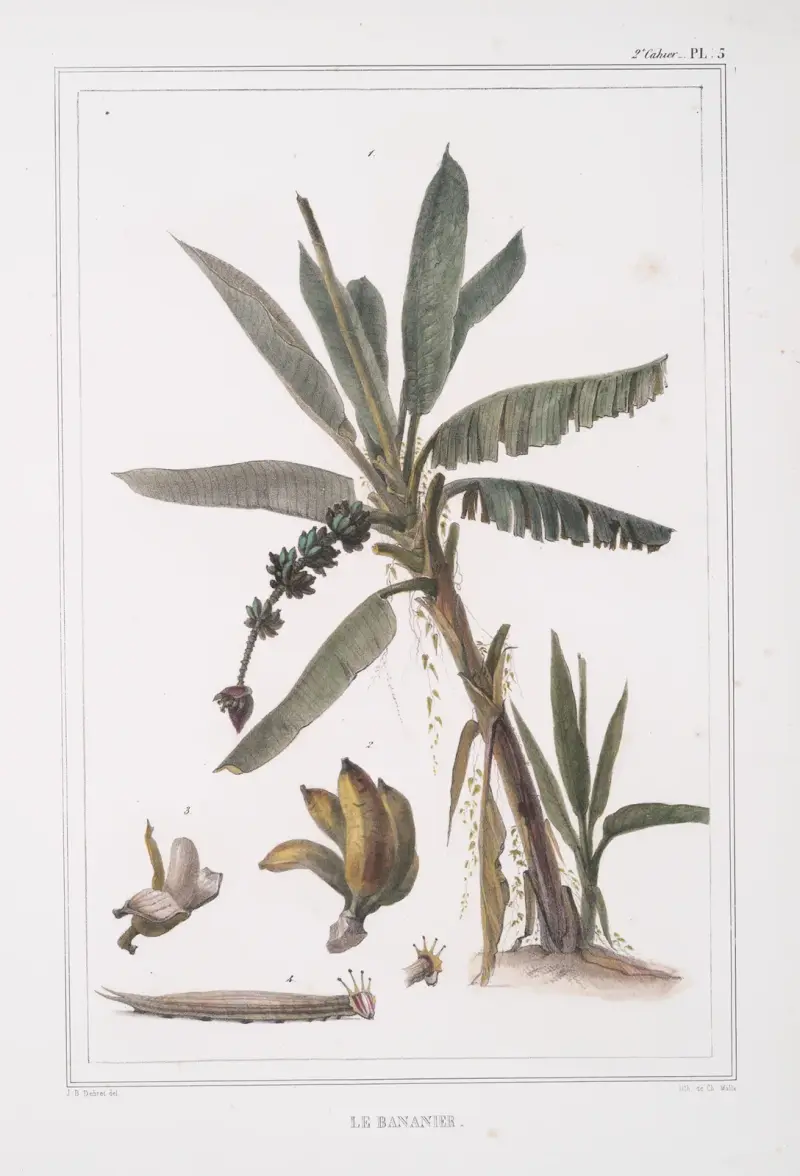 Bananplantan av Jean Baptiste Debret