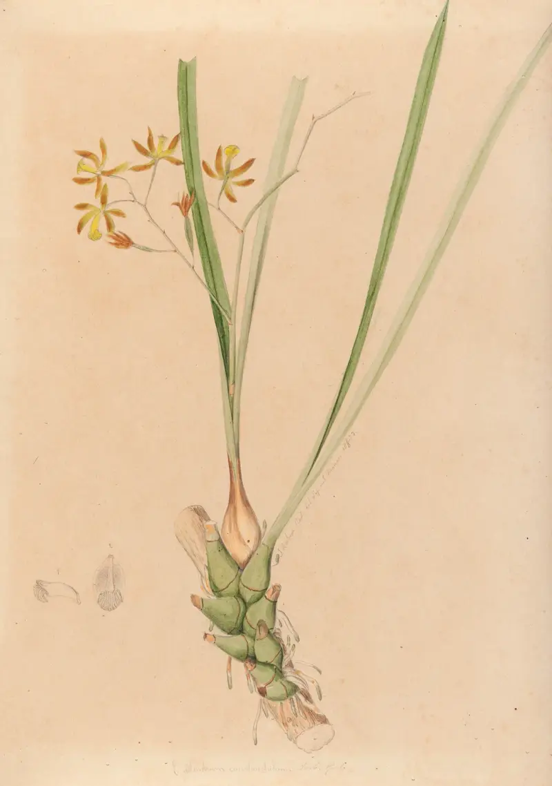 Iconographie des orchidées du Brésil Pl.07 av João Barbosa Rodrigues