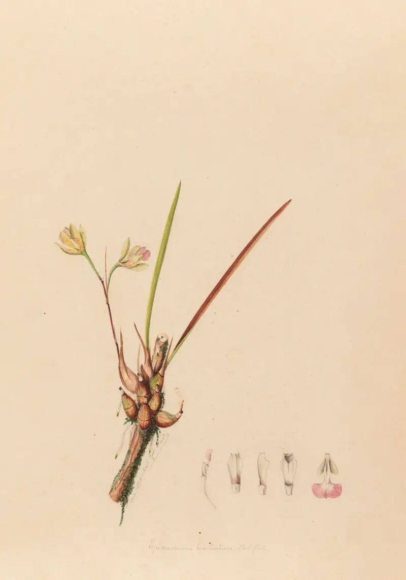 Iconographie des orchidées du Brésil Tafel 08 von João Barbosa Rodrigues