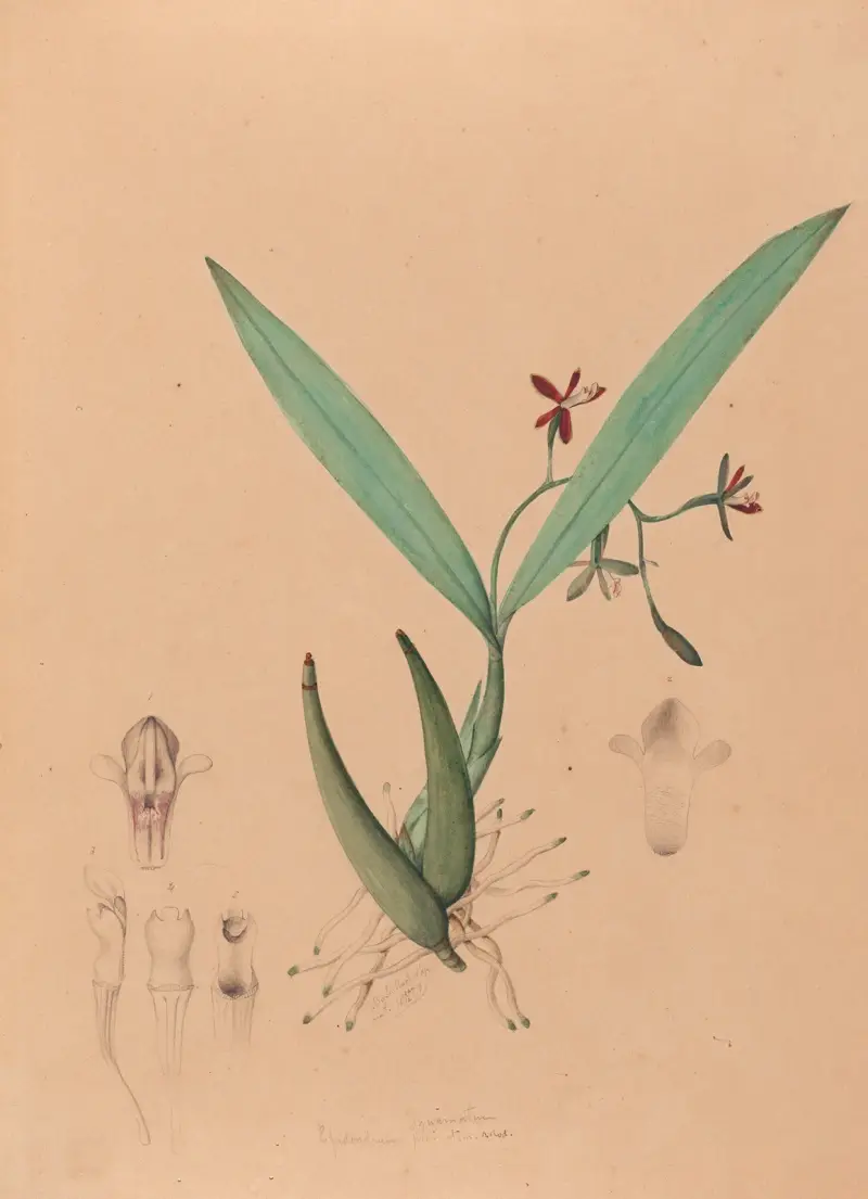 Iconographie des orchidées du Brésil Pl.09 av João Barbosa Rodrigues
