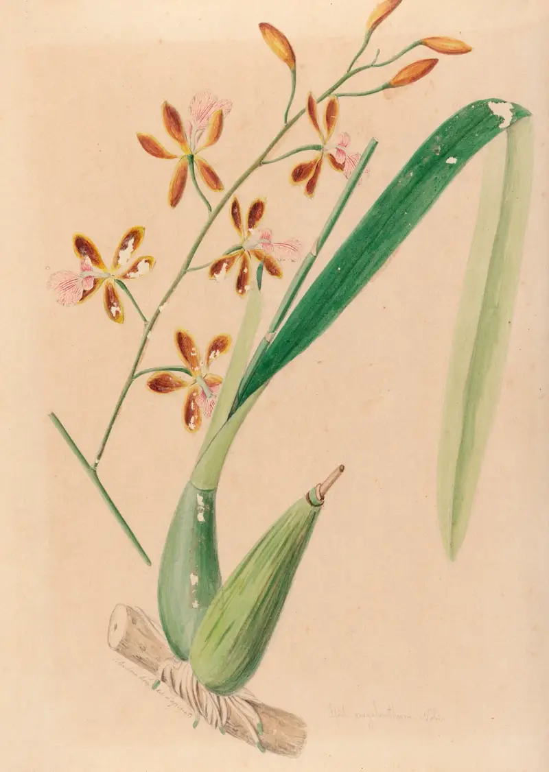 Iconographie des orchidées du Brésil Pl.14 av João Barbosa Rodrigues