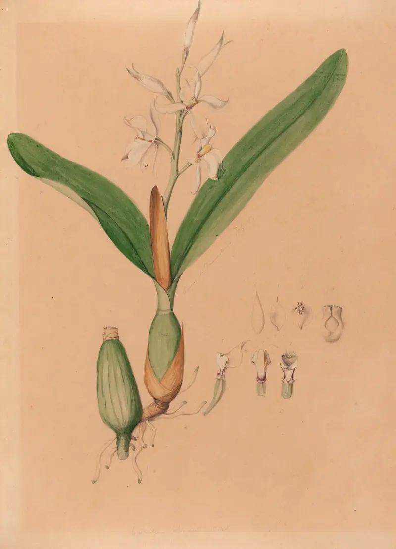Iconographie des orchidées du Brésil Pl.15 av João Barbosa Rodrigues